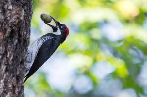 啄木鸟的尾巴有什么作用 啄木鸟的尾巴的作用是干什么的