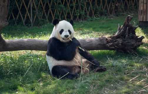 熊猫主要吃什么食物 熊猫主要吃什么食物详细说