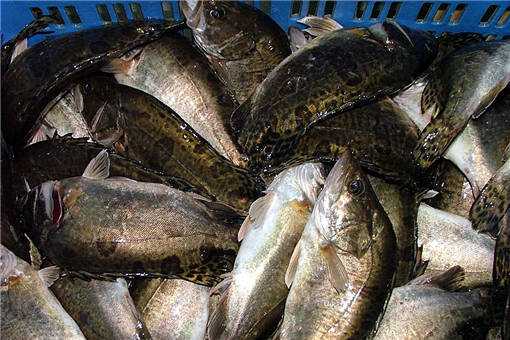 2020年鳜鱼多少钱一斤（2020年鳜鱼多少钱一斤呢）