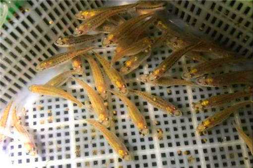 2020年加州鲈鱼价格多少钱一斤 鲈鱼多少钱一斤市场价2021