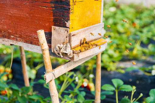 新手蜜蜂养殖十大禁忌 新手养殖蜜蜂要注意什么