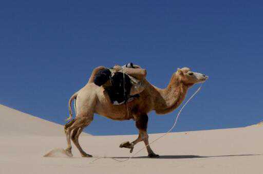 澳大利亚射杀骆驼的原因是什么（澳大利亚已射杀5000头骆驼）