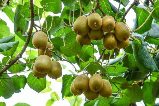 猕猴桃什么时候种植、成熟 猕猴桃种植到成熟需要多长时间