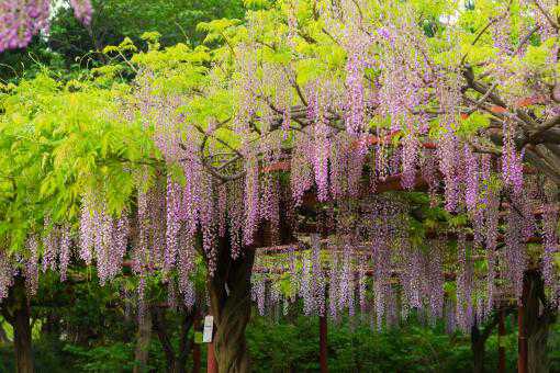 紫藤可以和什么树嫁接 紫藤树和什么树能嫁接