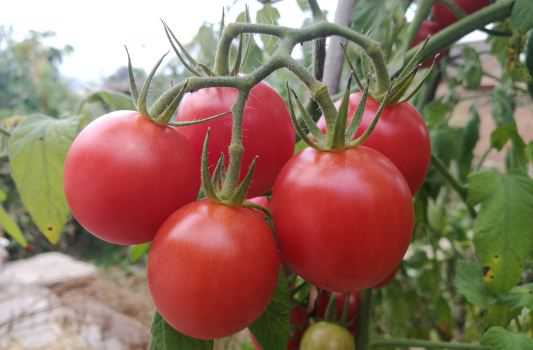西红柿的别名叫什么 西红柿的别名叫什么呢