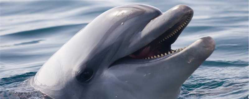 鲸鱼是怎么繁殖的 鲸鱼的繁殖方式是胎生吗