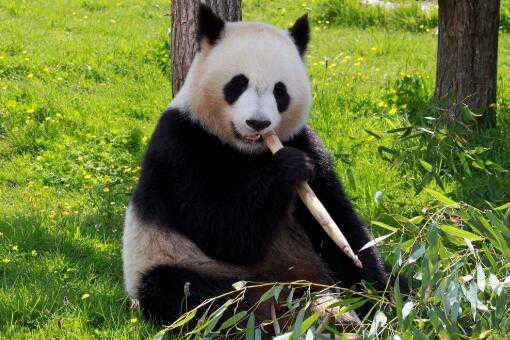 熊猫能活多少年 熊猫能活多少年的寿命