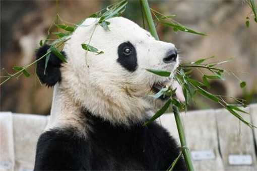 旅美大熊猫回国是怎么回事 旅美大熊猫启程回国