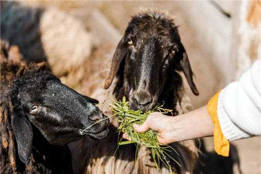 养殖肉羊哪个品种好 养殖肉羊哪个品种好卖
