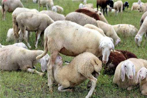肉羊的育肥技术