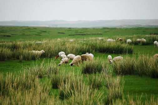 想养羊的话怎样审批养殖场 现在养羊要审批吗