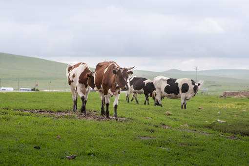 无公害肉牛养殖质量控制措施 无公害肉牛怎么养殖