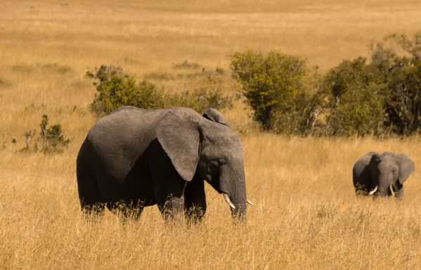 大象的尾巴有什么作用 大象的尾巴有什么作用?