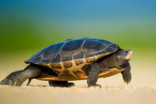 乌龟能活多少年 寿命最长的乌龟能活多少年