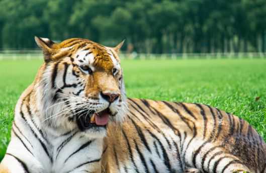老虎的品种有哪些 老虎的品种有哪些他们的性格怎样体重多重