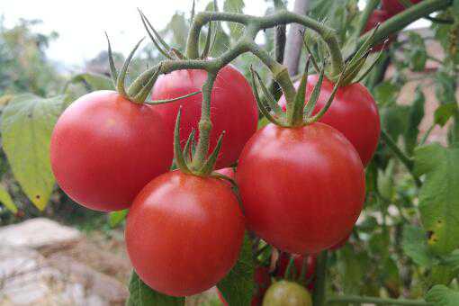 番茄从播种到结果需要多久（番茄从播种到结果需要多久时间）