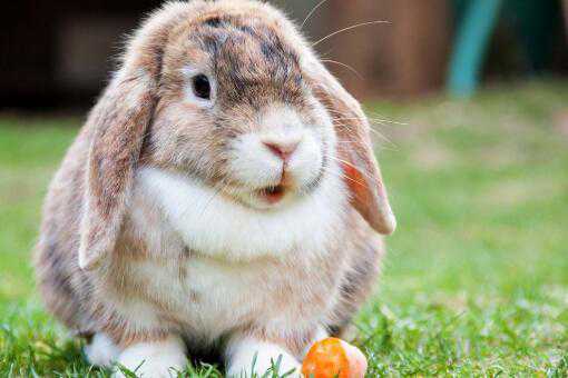 兔子能活多少年 兔子能活多少年的寿命