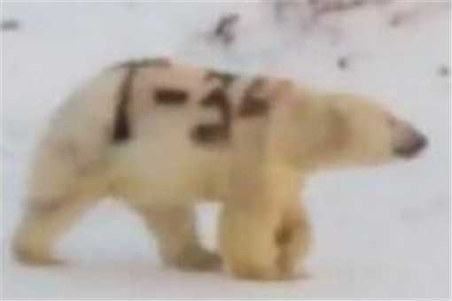 北极熊身上被涂字是怎么回事 北极熊身上被涂字是怎么回事儿