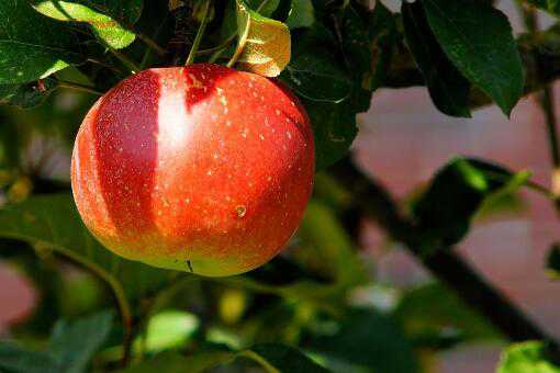 现在各地苹果多少钱一斤 请问现在苹果多少钱一斤
