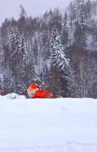 大兴安岭雪地现野生红狐！红狐到底是一种怎样的生物？