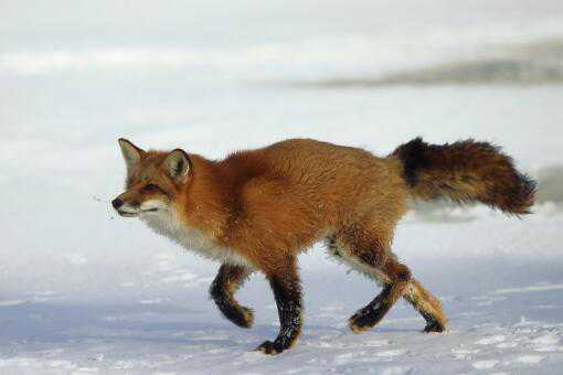 大兴安岭红狐是保护动物吗（红狐是国家保护动物吗）