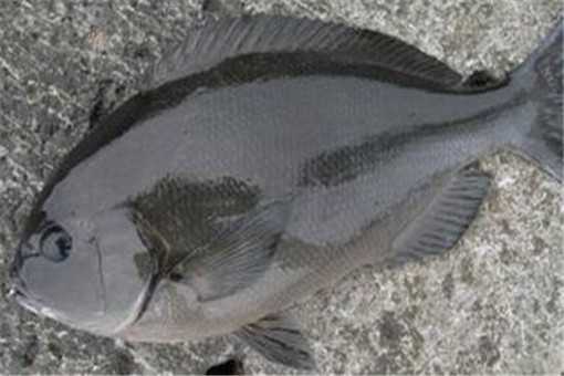 黑毛鱼市场价格多少钱一斤 黑毛鱼市场价格多少钱一斤
