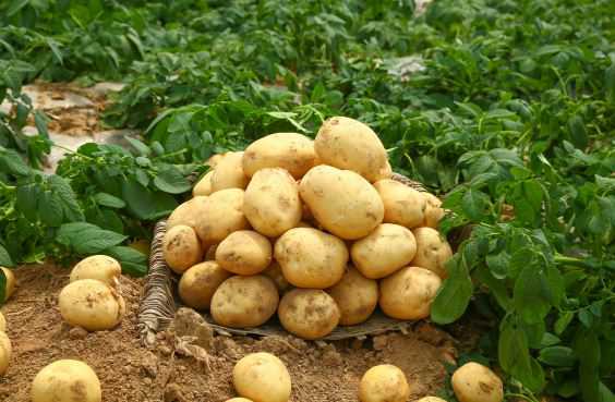 现在市场价土豆多少钱一斤 现在土豆价格大概多少钱一斤