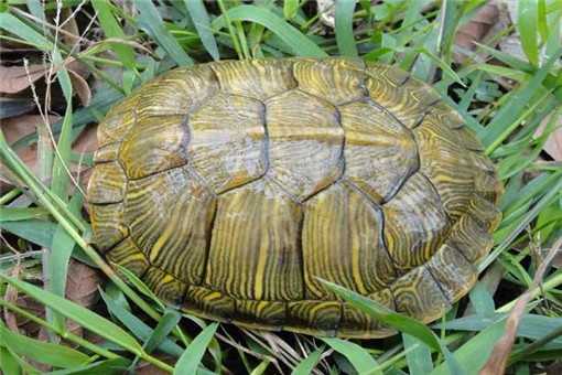 巴西龟冬天怎么养 巴西龟冬天怎么养 巴西龟怎么养