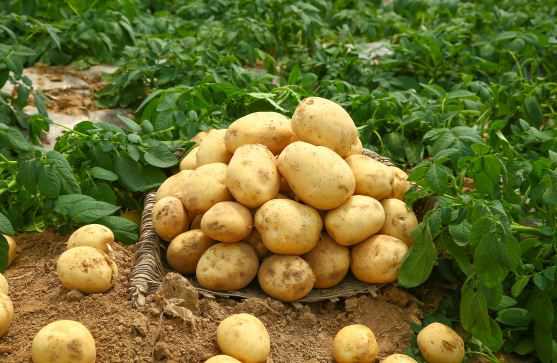 土豆又名叫啥 土豆别名叫什么