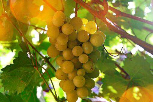 庭院里可以种葡萄吗 家中庭院可以种葡萄吗