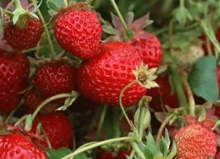 2020年草莓价格大概多少钱一斤