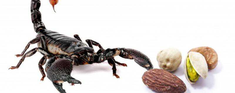 蝎子可以生吃吗 生蝎子能吃吗