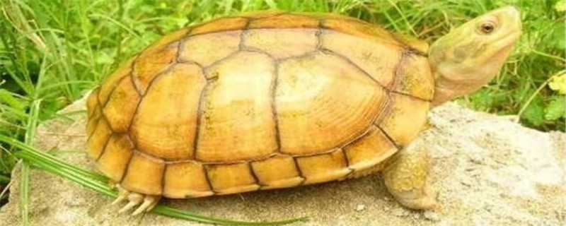 黄喉和草龟的区别 黄喉龟与草龟的区别