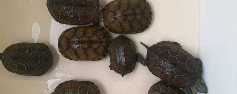 花草龟和草龟的区别 草龟跟花龟的区别