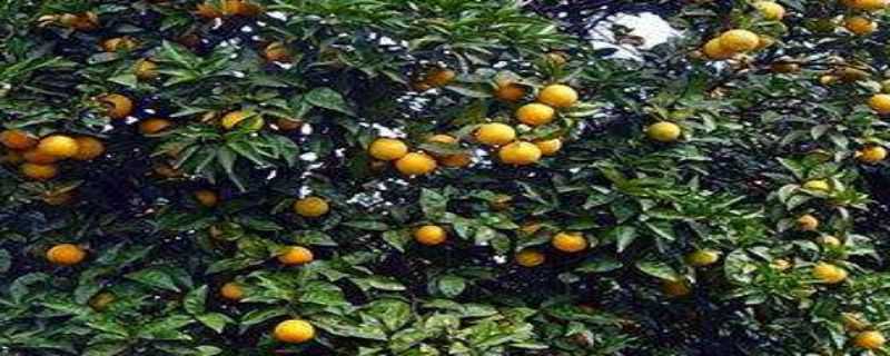 橙子树几年结果 橙子树几年结果最好