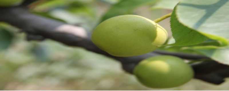 梨子籽怎么种 梨子籽怎么种植方法