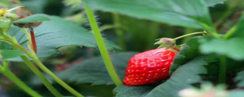 草莓籽怎么种小盆栽 如何种植草莓籽盆栽