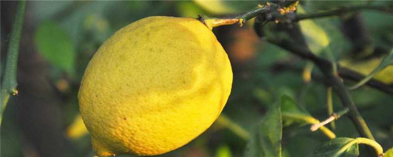 柠檬树种植几年开花结果（柠檬树种植几年开花结果多）
