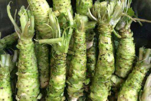 现在的山葵能卖多少钱一斤 山葵多少钱一斤2019