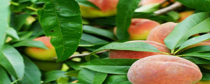 桃子几年结果 桃子几年结果成熟