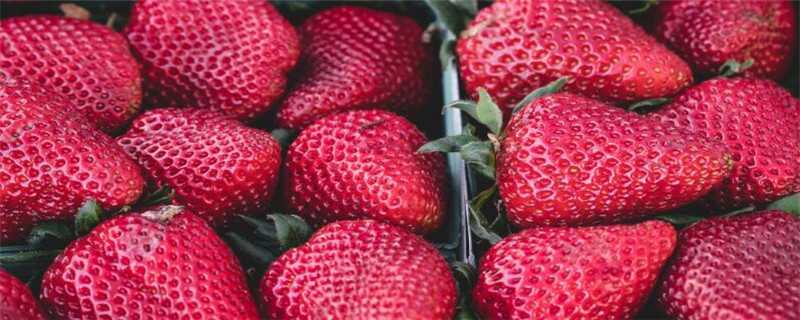 草莓去籽后怎么样种植 草莓籽如何种植技术