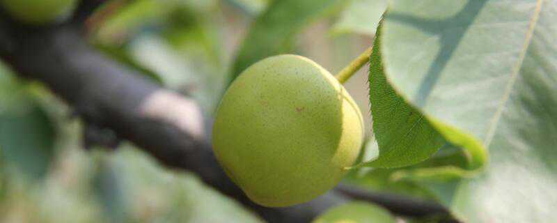 梨树种植几年结果 梨树能结果多少年