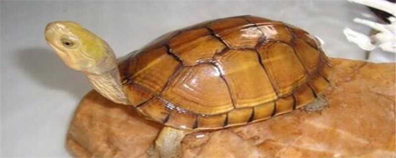 黄喉龟与草龟的区别 黄喉龟与草龟的区别图片