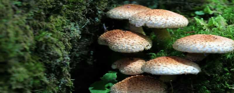 蘑菇是怎么传播种子的 蘑菇是用种子种出来的吗