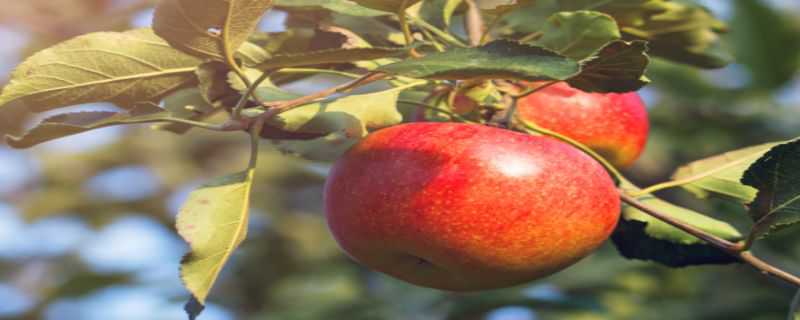 苹果树靠什么传播种子 苹果树靠什么传播种子方法