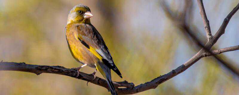 金翅雀是什么鸟类 金翅雀是候鸟吗