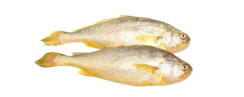 黄花鱼和黄瓜鱼的区别 黄花鱼和黄瓜鱼的区别在哪里