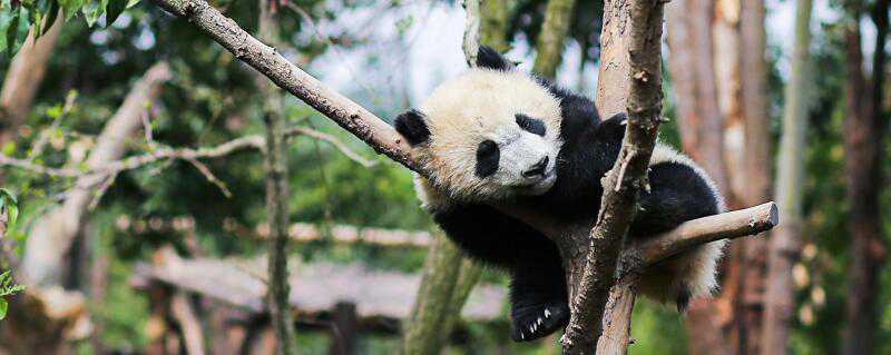 大熊猫和小熊猫的区别在哪儿 大熊猫跟熊猫的区别