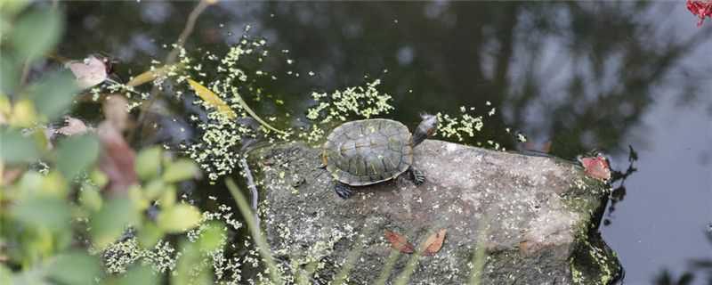 草龟和石龟的区别