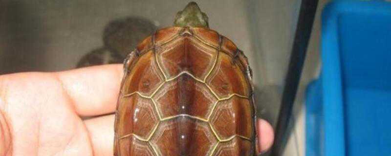 巴西龟与草龟的区别 巴西龟与草龟的区别是什么